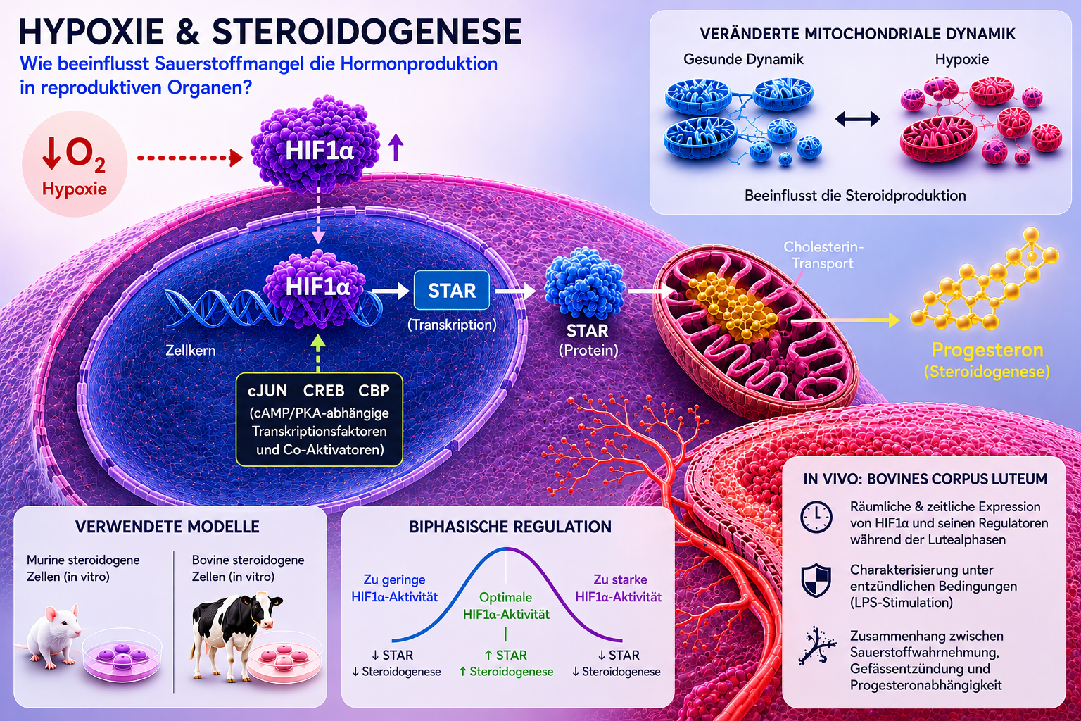 Hypoxie und Steroidogenese